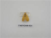 藏品(巨橙苔蛾)的圖片